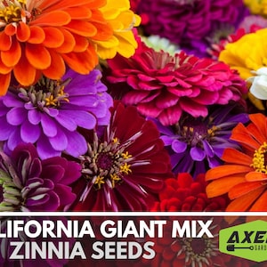 California Giant Zinnia Heirloom Non-GMO Seeds