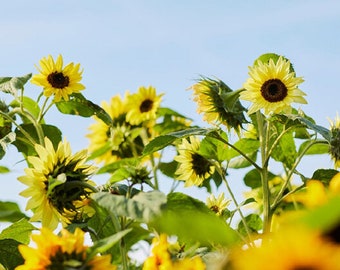 Sunflower Seeds - Vibrant Lemon Queen Attracts Pollinators, Free Shipping!