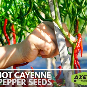 Hot Cayenne Pepper Heirloom Non-GMO Seeds image 5