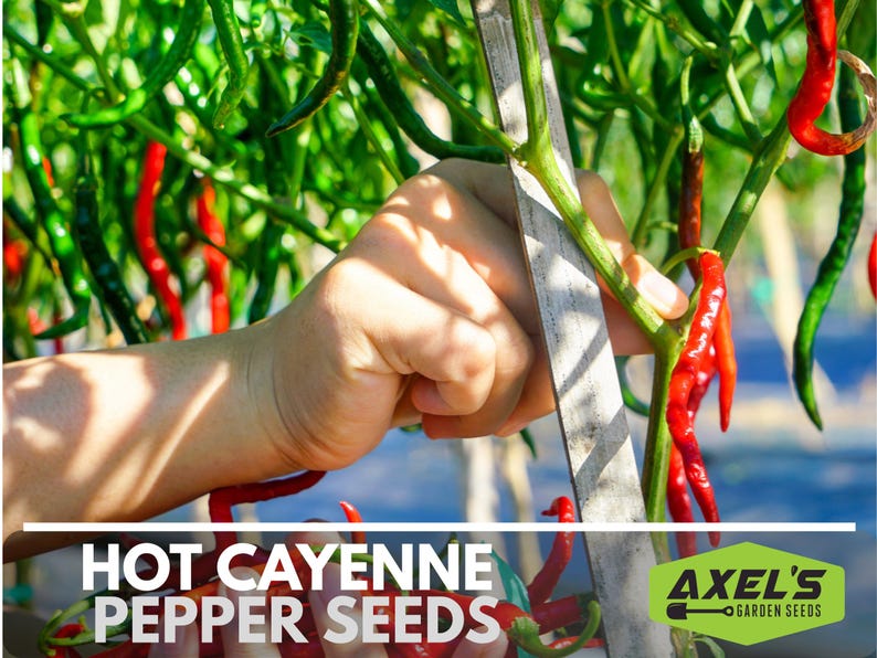 Hot Cayenne Pepper Heirloom Non-GMO Seeds image 5