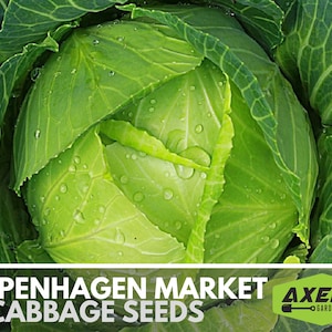 Copenhagen Market Cabbage Heirloom Non-GMO Seeds