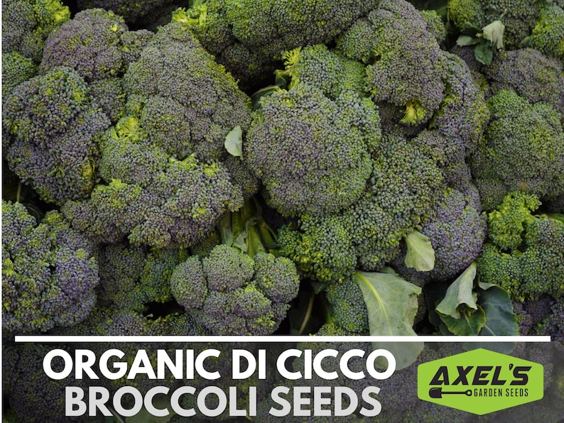 Take A Look About Broccoli Di Ciccio