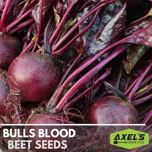 Bull&#39;s Blood Beet Heirloom Non-GMO Seeds