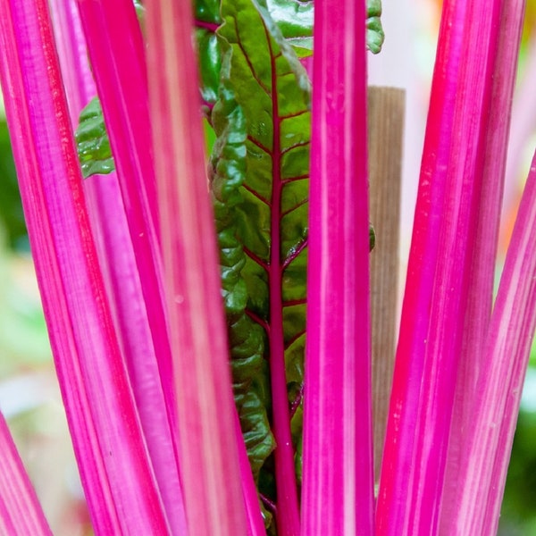 Pink Swiss Chard Seeds | Heirloom | Non-GMO | Fresh Garden Seeds