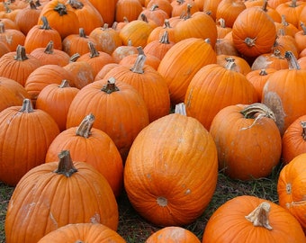 May include: A large pile of orange pumpkins, some with stems, arranged in a random pattern.