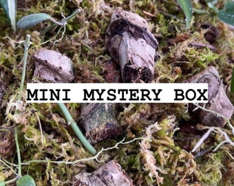 Mini mystery boxes/ mystery nodes/ mystery cuttings