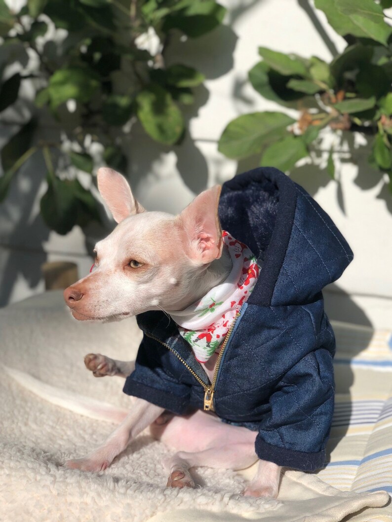 dog field jacket