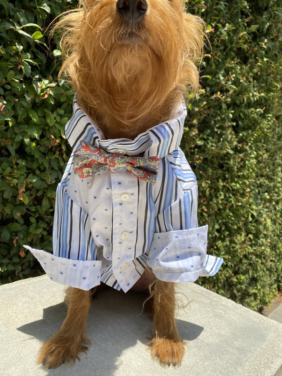 Dog button up shirt hotsell