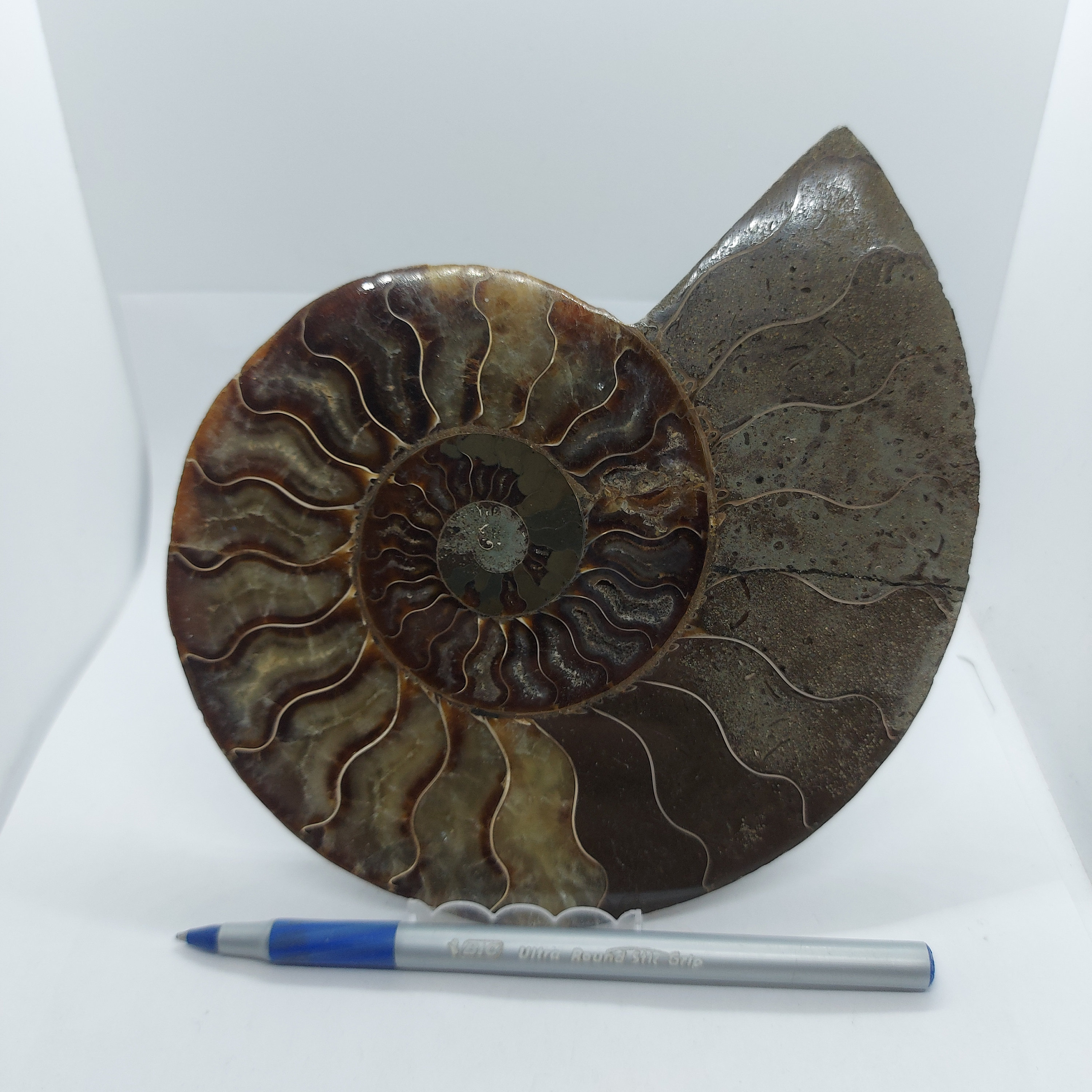 研磨された大きなスライスアンモナイトの化石、マダガスカルの海洋装飾