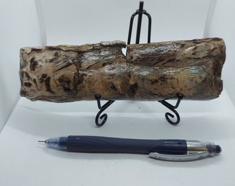 Alberta Baculite Fossil with Iridescence