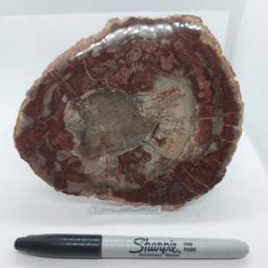 Large Petrified wood/Large Petrified wood slice/Wood Fossil Slab/Fossil Mineral Slab/freeform