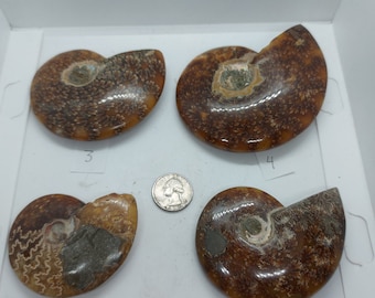 研磨されたアンモナイトの化石：天然ジュラ紀マダガスカル水晶 - Etsy 日本