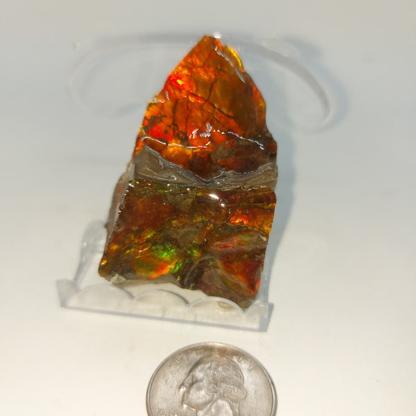 Ammolite