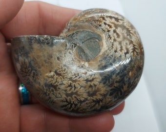 巨大な研磨されたアンモナイトの化石、マダガスカル、白亜紀 - Etsy 日本