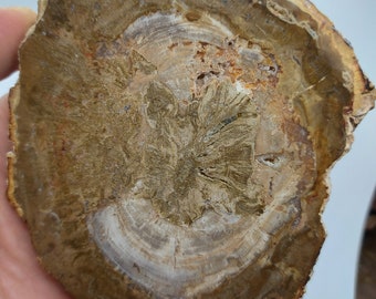 Large Petrified Wood Slice, Madagascar Fossil Mineral Slab