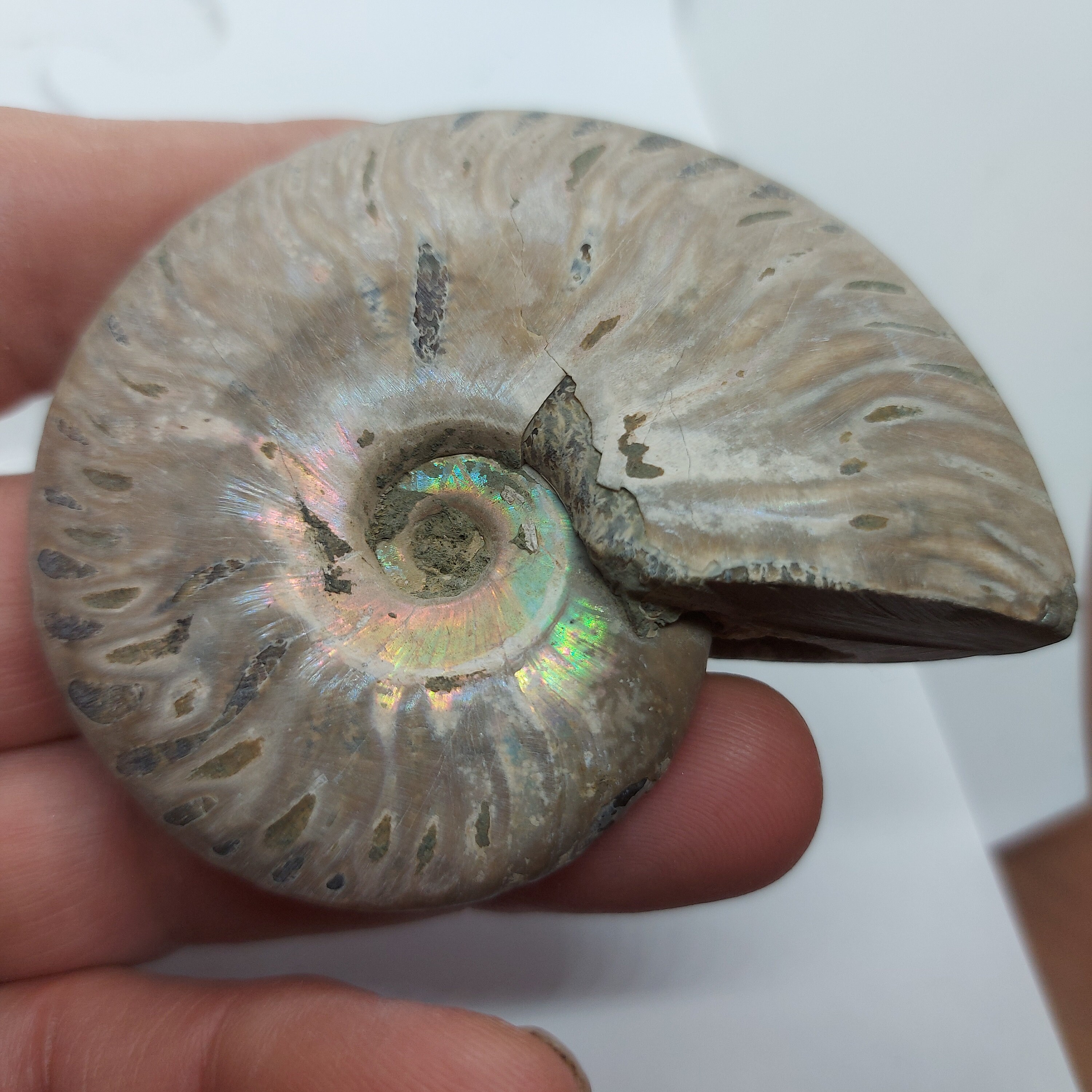 オパール化アンモナイト マダガスカル産 | 大型アンモナイト