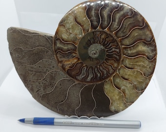 巨大アンモナイトの一種PUZZOSIA。高さ48cm、幅40cm、重量24kg。Cap