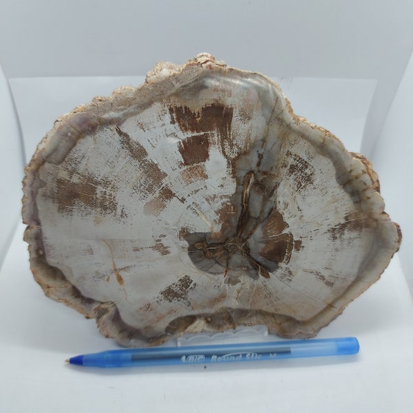 Large Petrified wood/Large Petrified wood slice/Wood Fossil Slab/Fossil Mineral Slab/freeform