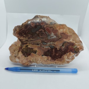 Large Petrified wood/Large Petrified wood slice/Wood Fossil Slab/Fossil Mineral Slab/freeform
