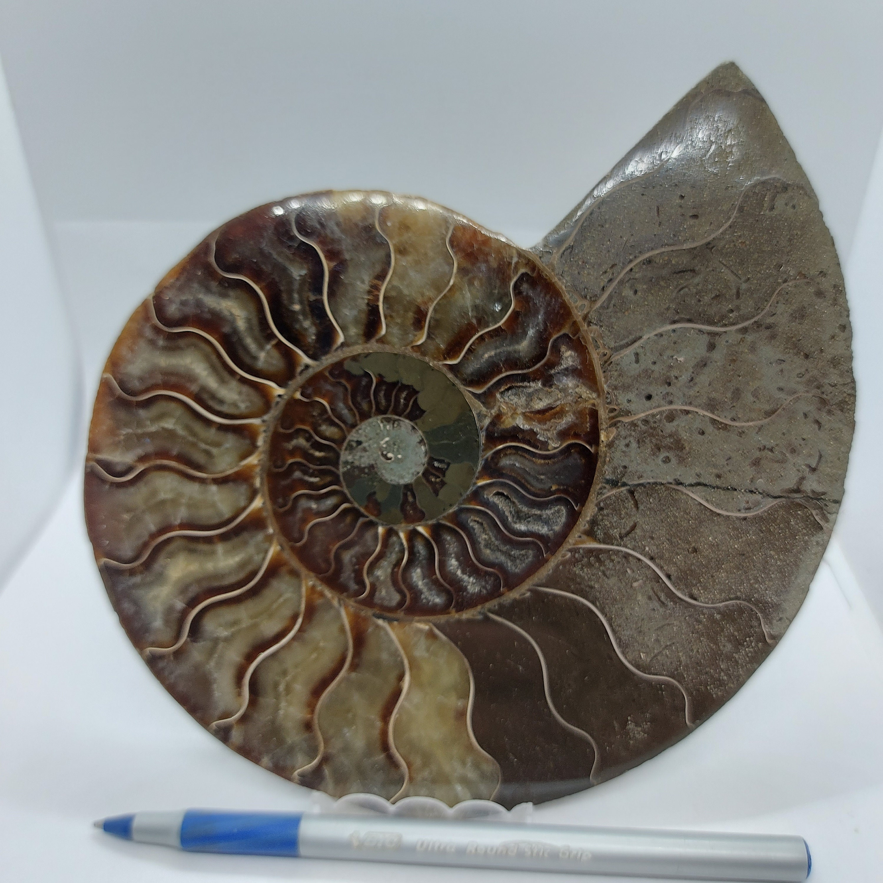 アンモナイト化石 スライス 大きめ 研磨された大きなスライスアンモナイトの化石、マダガスカルの海洋装飾