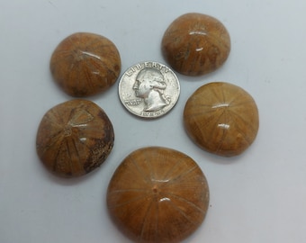 Sand Dollar/Fossil