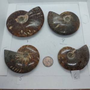 May include: Four fossilized ammonites of varying sizes and colours, with a US quarter for scale. The ammonites are brown, grey, and white with intricate patterns.