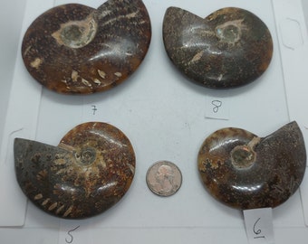 Fósil de amonita pulida de Madagascar, decoración marina