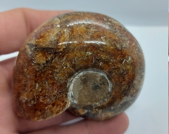 Fósil de amonita pulido, decoración marina de Madagascar (8,5 oz)