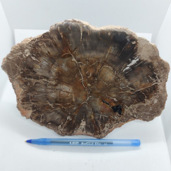 Large Petrified wood/Large Petrified wood slice/Wood Fossil Slab/Fossil Mineral Slab/freeform