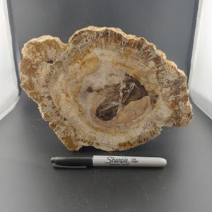 May include: A large, round, fossilized tree trunk slice with a brown, white and grey colour pattern. The slice has a large, dark brown centre and many rings.