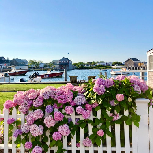 Hydrangea Happiness Framed Art Photo Print Nantucket Island - Etsy