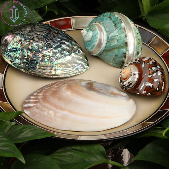 2 caracolas de mar de ballena atlántica, grandes conchas naturales ideales  para fiestas temáticas de playa, decoración del hogar, conchas artesanales