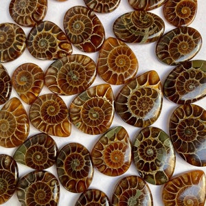 May include: A collection of 25 polished ammonite fossils in various shades of brown and gold. The fossils are shaped like teardrops and have a spiral pattern.