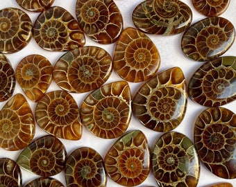Ammonite Gemstone Cabochon: Natural Stone for Jewelry Making