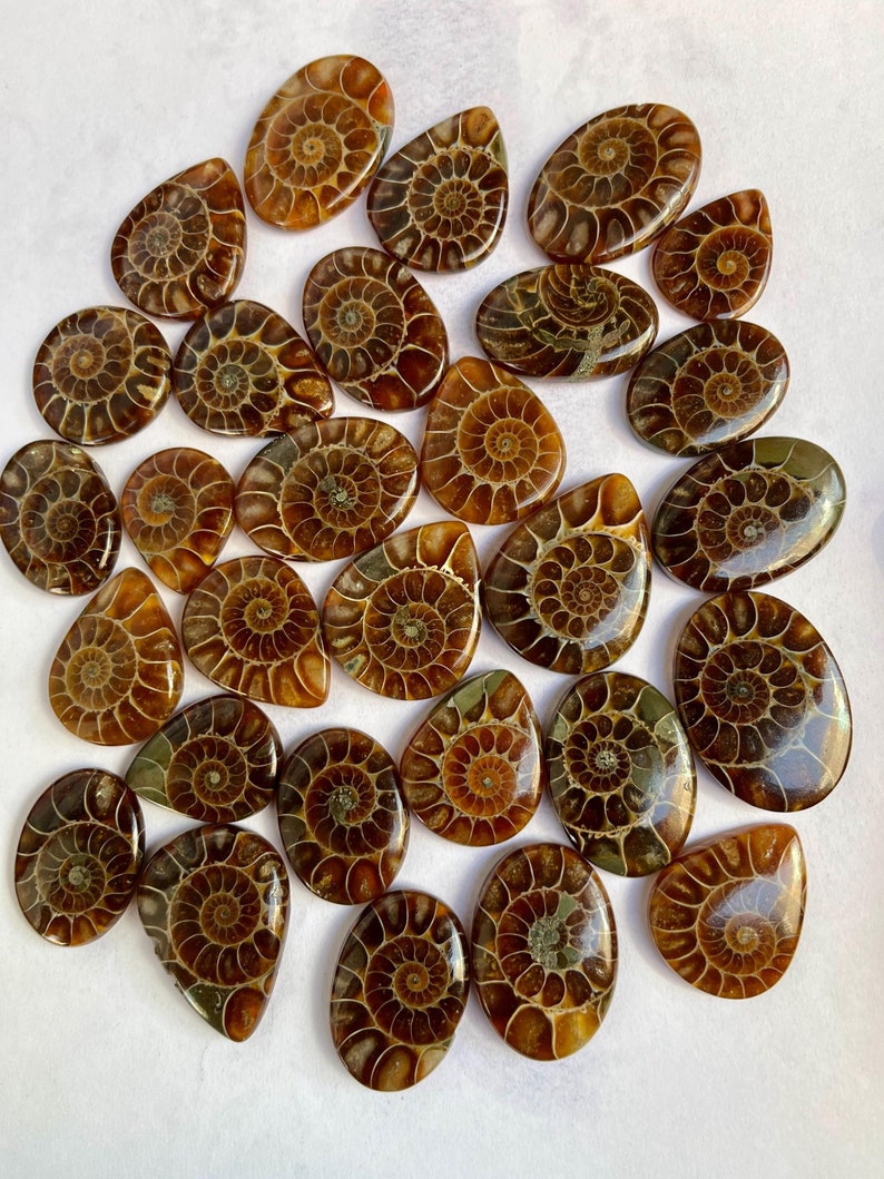 May include: A collection of 25 polished ammonite fossils in various shades of brown and gold. The fossils are shaped like teardrops and have a spiral pattern.