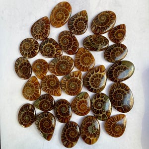 May include: A collection of 25 brown and green ammonite fossil cabochons, each with a unique spiral pattern. The cabochons are shaped like teardrops and have a smooth, polished surface.