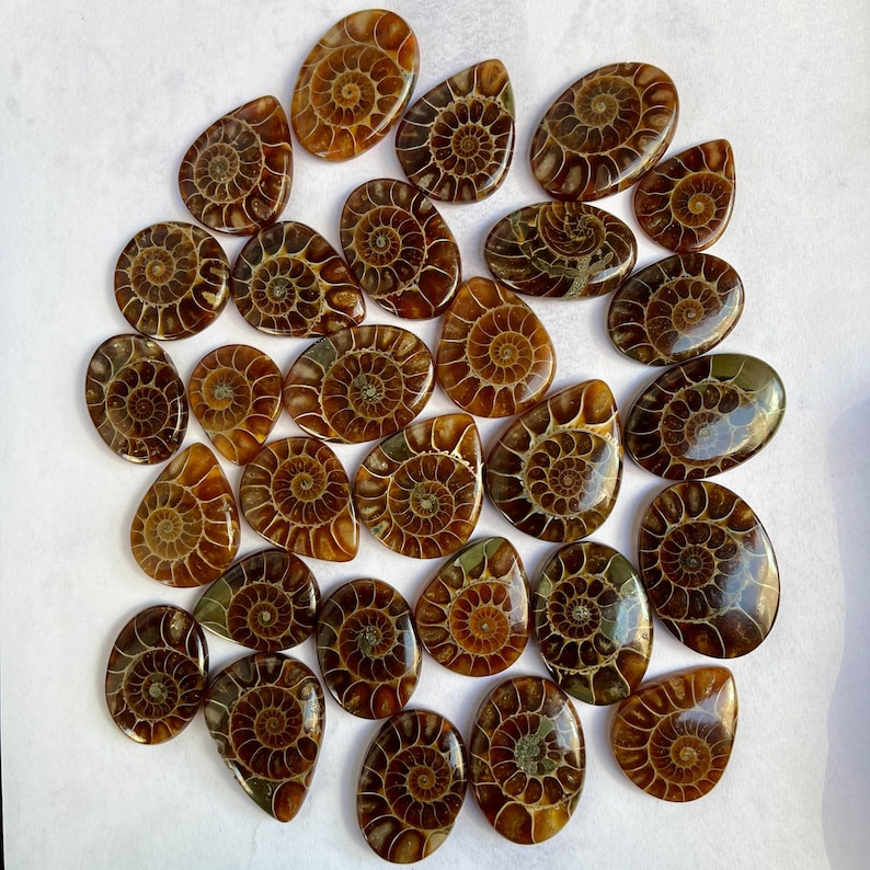 May include: A collection of 25 brown and green ammonite fossil cabochons, each with a unique spiral pattern. The cabochons are shaped like teardrops and have a smooth, polished surface.