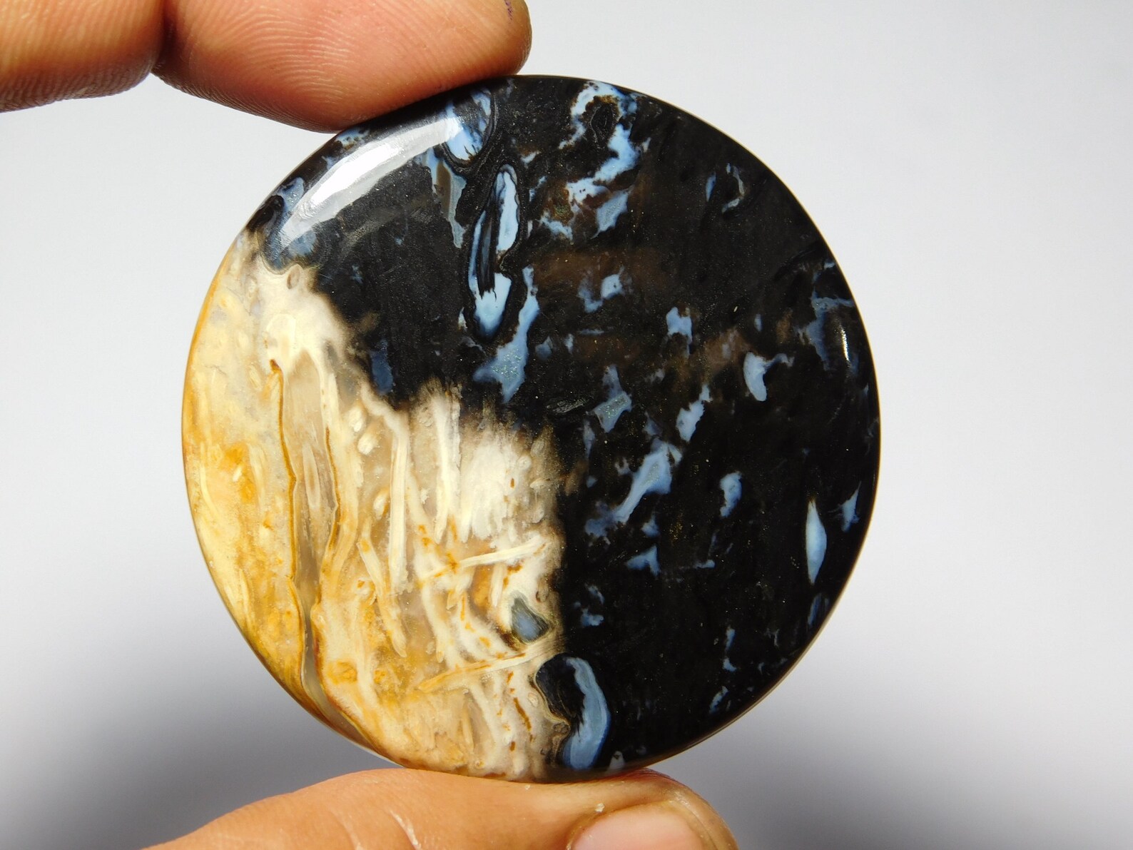 Natural Petrified Palm Root Fossil Smooth Cabochon Loose Etsy
