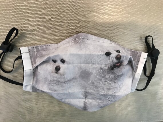 border collie bichon frise