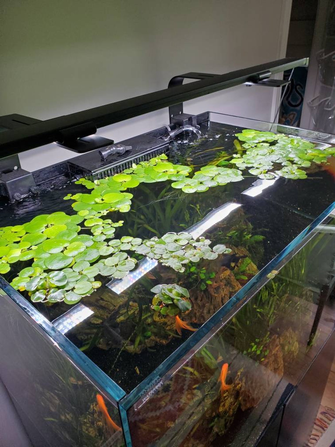 Amazon Frogbit Floating Aquarium & Pond Plant Etsy