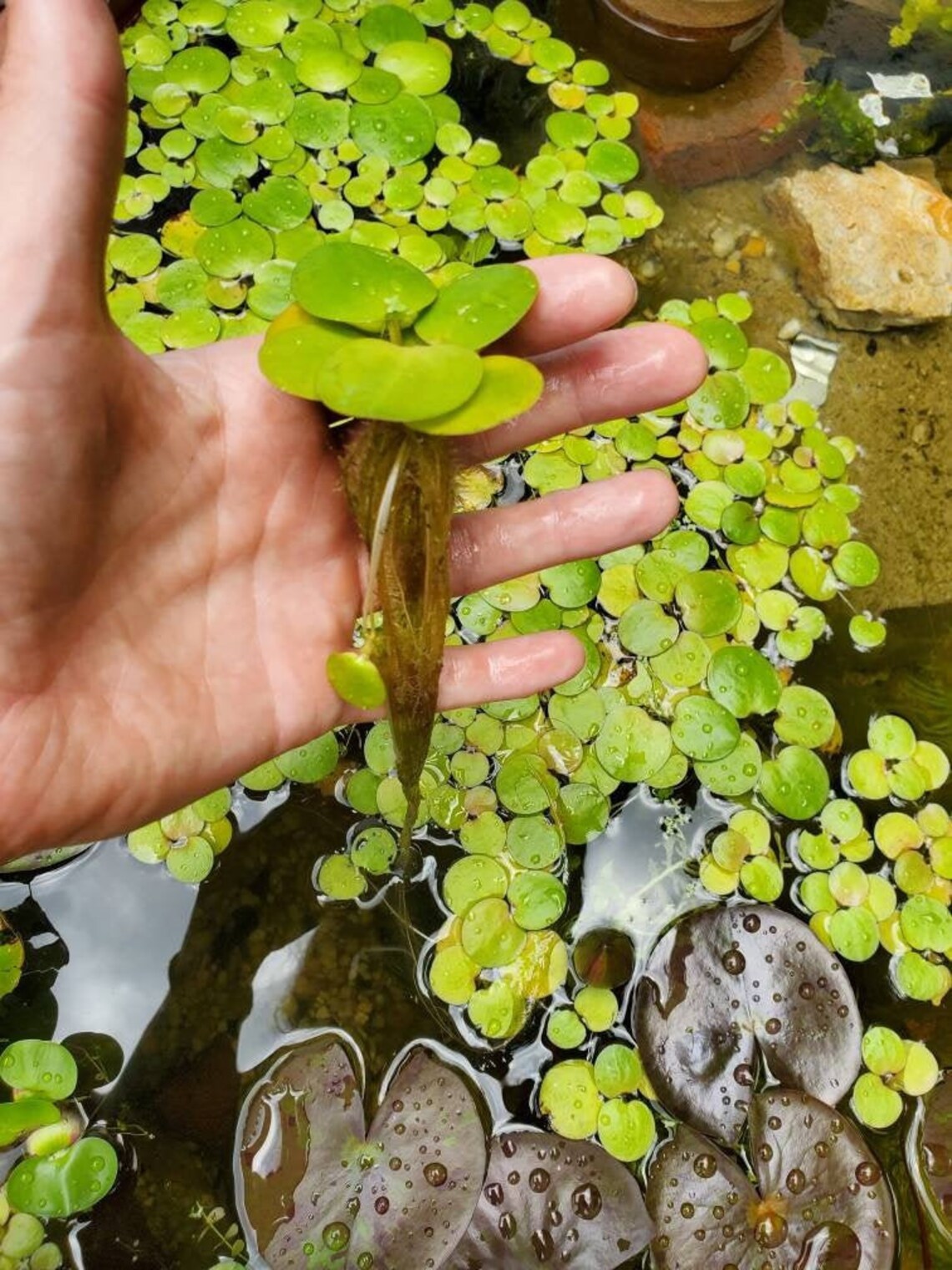 Amazon Frogbit Floating Aquarium & Pond Plant Etsy