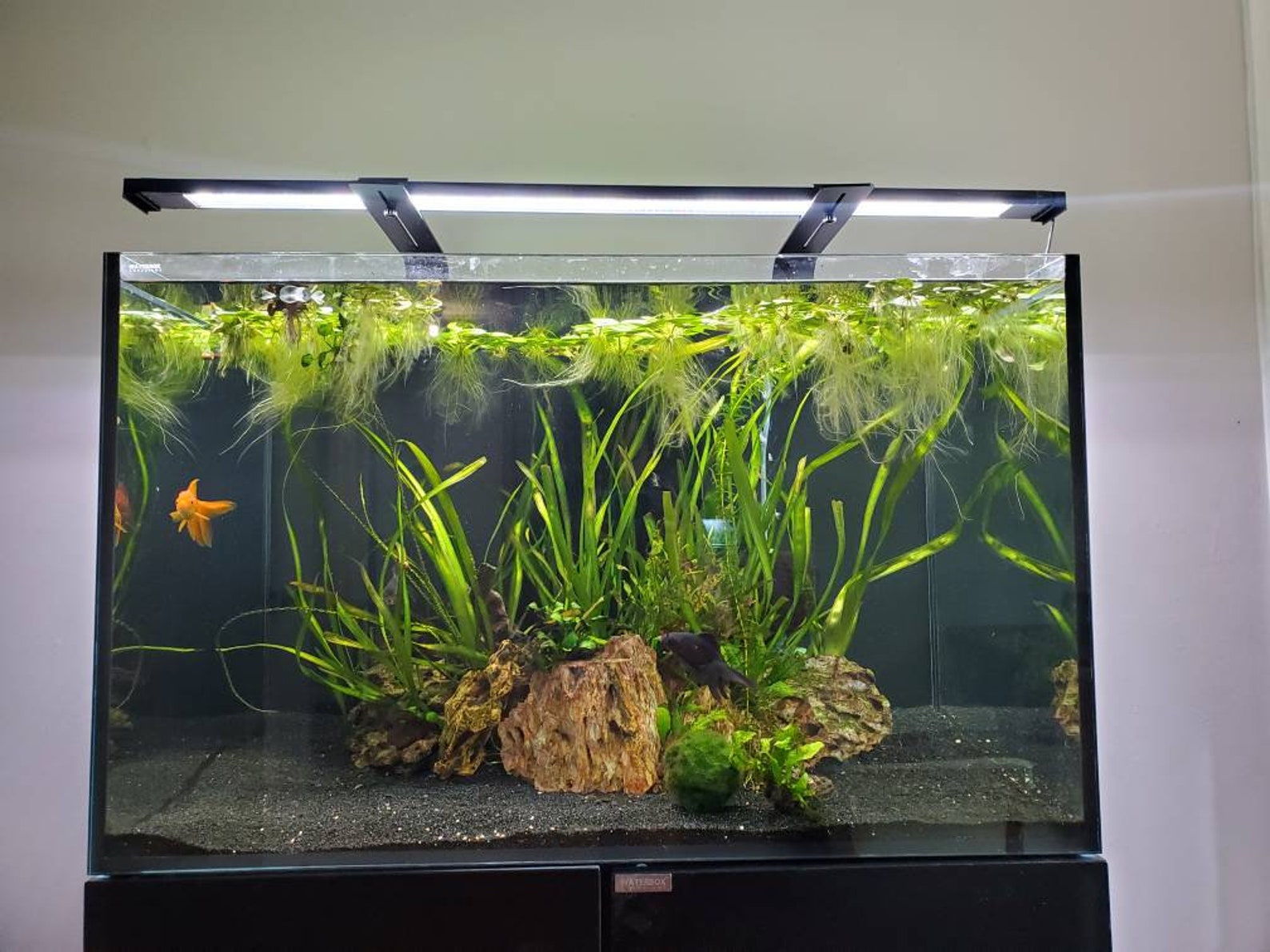 Amazon Frogbit Floating Aquarium & Pond Plant Etsy