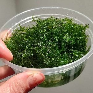 May include: A clear plastic container filled with vibrant green moss. The moss is dense and textured, appearing fresh and healthy. The container is held by a hand, showcasing the moss's color and detail. Ideal for terrariums or aquatic environments.