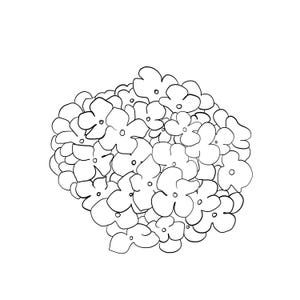 Op de afbeelding: Een zwart-witte lijntekening van een cluster van kleine bloemen. De bloemen zijn dicht op elkaar gepakt en vormen een afgeronde vorm. Elke bloem heeft vijf bloemblaadjes en een klein stipje in het midden.