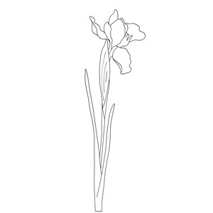May include: A black and white line drawing of an iris flower. The flower has multiple petals and is attached to a long stem with several leaves. The image is set against a white background.