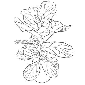 May include: Black and white line drawing of a fiddle-leaf fig plant. The plant features large, veined leaves and a tall, upright stem. The leaves are arranged in a layered pattern, with a rounded base.