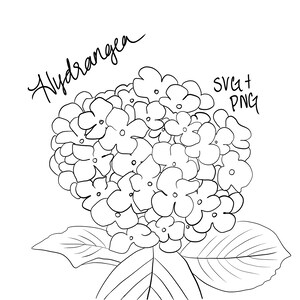 Hand Drawn Hydrangea Flower Line Art, SVG PNG (digital Download) - Etsy