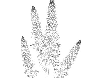 Hand Drawn Veronica Flower Line Art PNG (Digital Download)