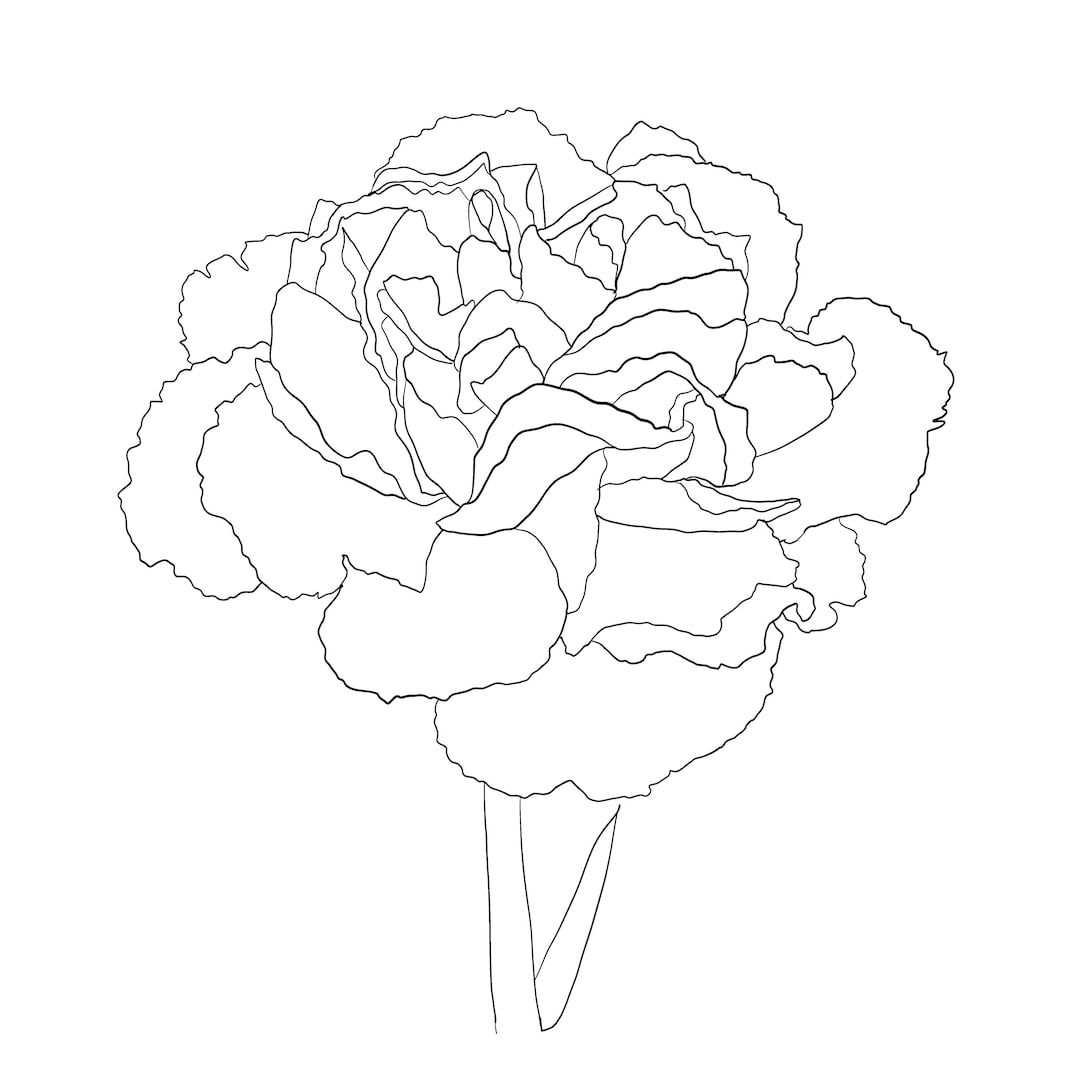 Hand Drawn Carnation Flower Line Art, SVG PNG (digital Download) - Etsy