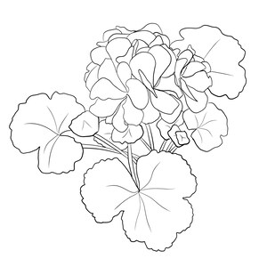 Puede incluir: Dibujo lineal en blanco y negro de una planta de geranio. La imagen presenta hojas grandes y redondeadas y racimos de pétalos de flores detallados. La ilustración es un estudio botánico de la planta.